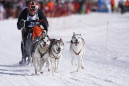 Lenk 2013
